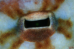 Octopus eye. This guy was walking around the reef trying ... by Arthur Telle Thiemann 